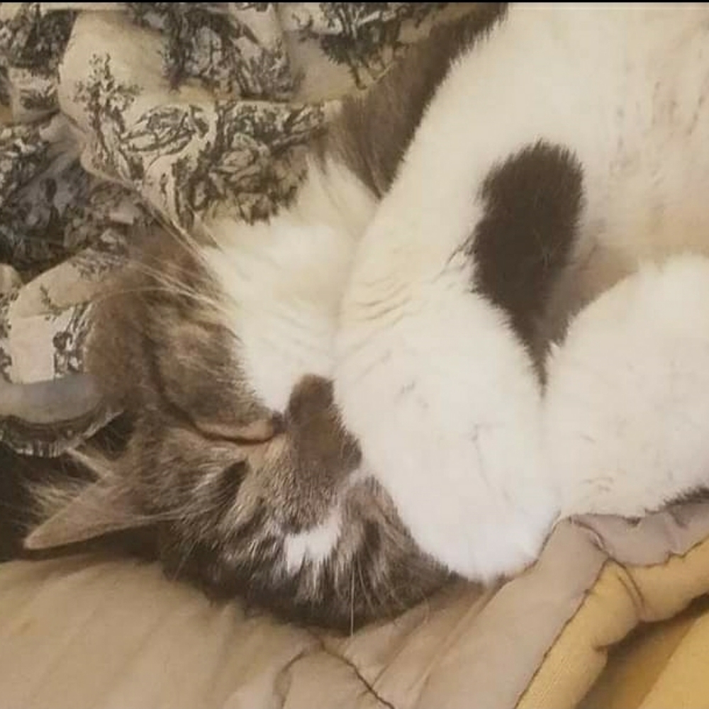 Pets!! - Picture 4 of 12